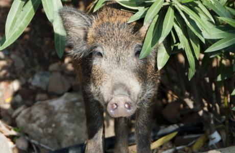 small-wild-boar-1623152.jpg