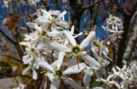 amelanchier-1345945__340.jpg