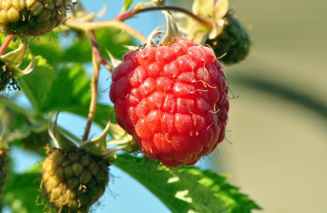 raspberries-2489665_1920.jpg