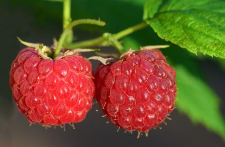 raspberry-3454504_1920.jpg
