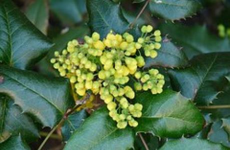 mahonia.jpg