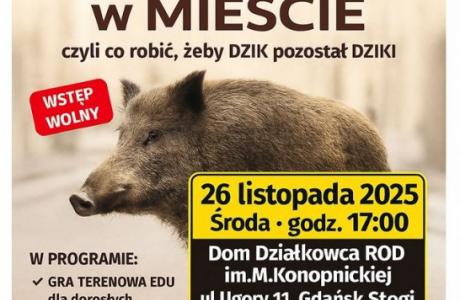 dziki w mieście.JPG