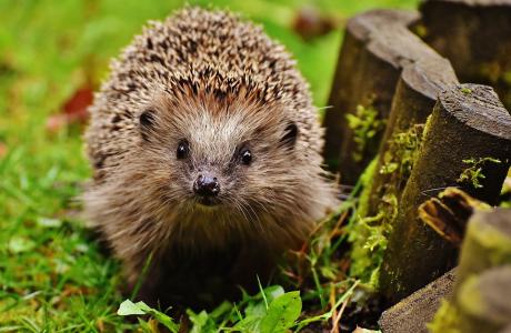 hedgehog-child-1759027_960_720.jpg