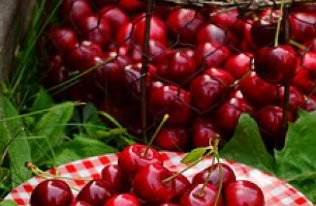 cherries-1503977__340.jpg